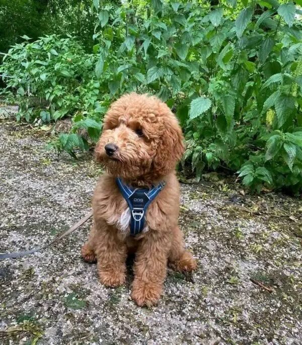 Meet Mimi - Image 2