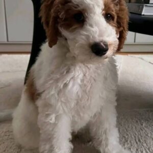 Meet Oliver