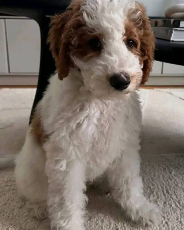 Meet Oliver