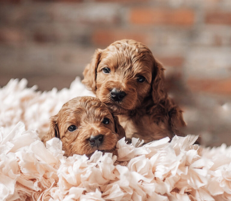 Mini-Goldendoodle-Puppies-header