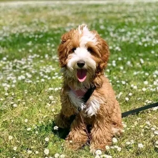 Meet Shella - Image 2