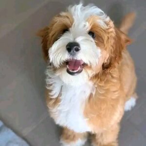 Meet Shella