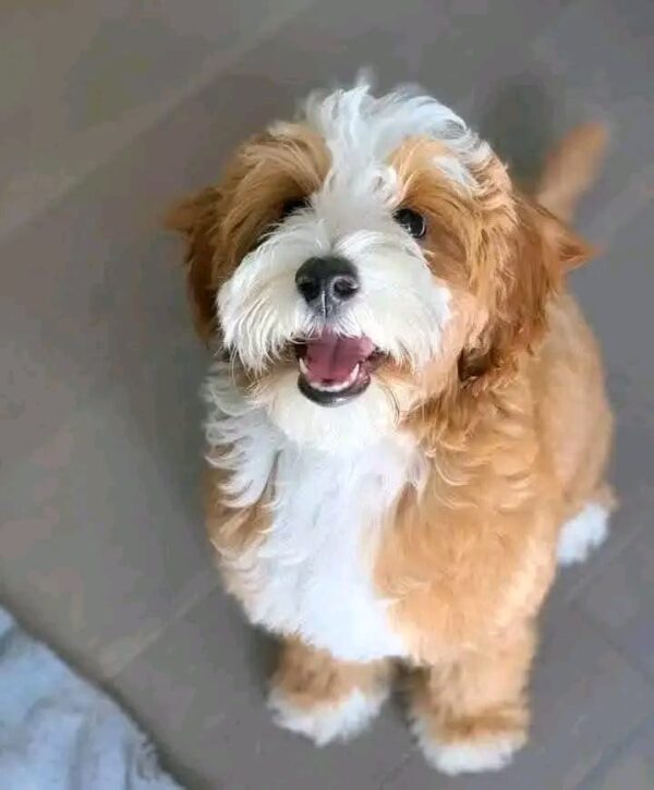 Meet Shella