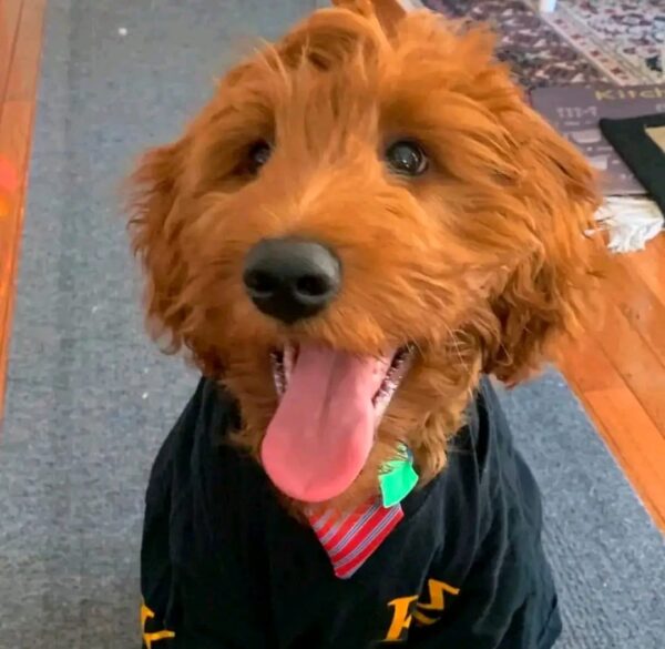 Meet Bella
