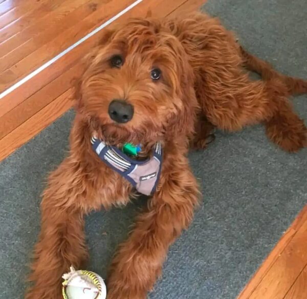 Meet Bella - Image 2