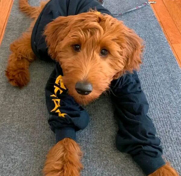 Meet Bella - Image 3