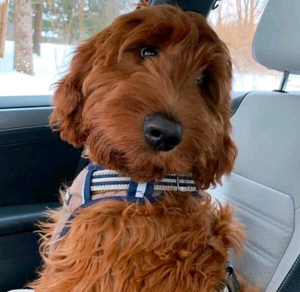 Meet Bella - Image 4