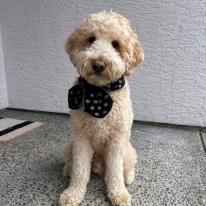 Meet Fancy