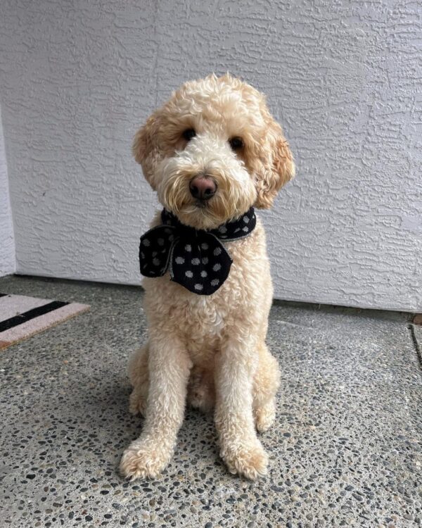 Meet Fancy