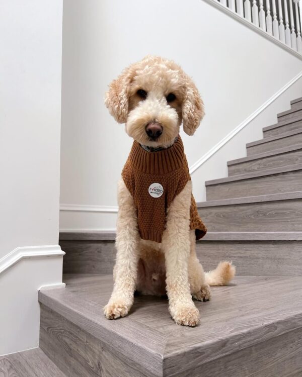 Meet Fancy - Image 2