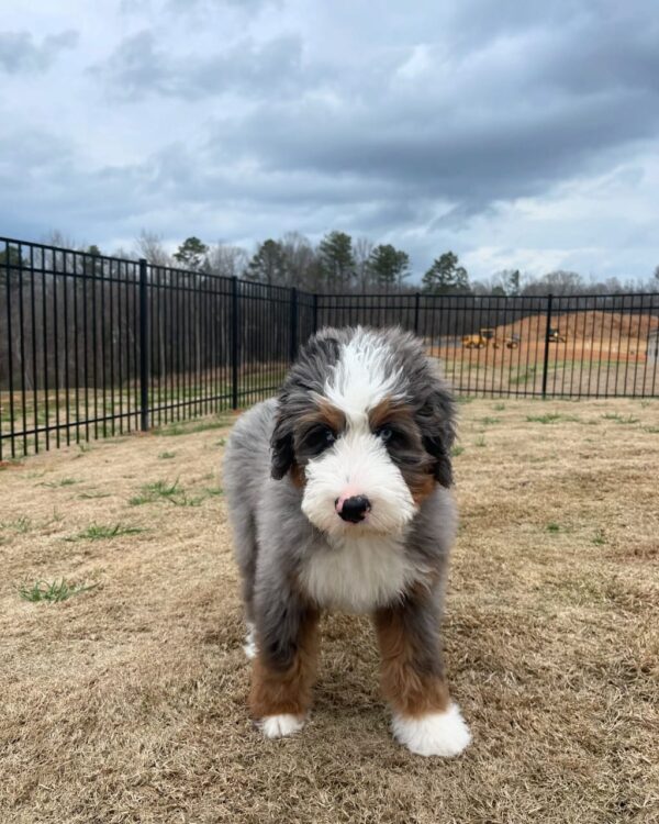 Meet Enzo - Image 4