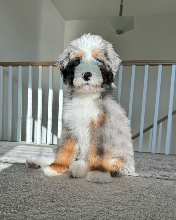 Meet Enzo - Image 3