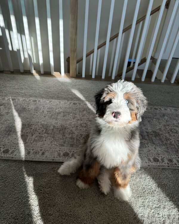 Meet Enzo - Image 2