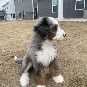 Meet Enzo