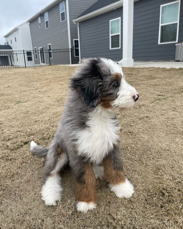 Meet Enzo