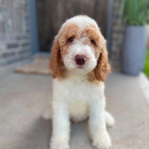 Meet Ella
