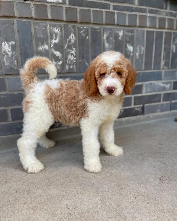 Meet Ella - Image 3