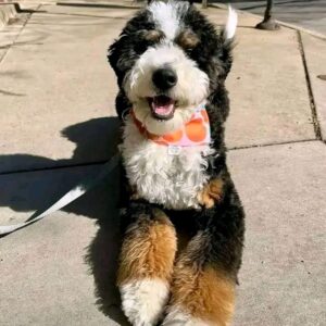 Meet Wally