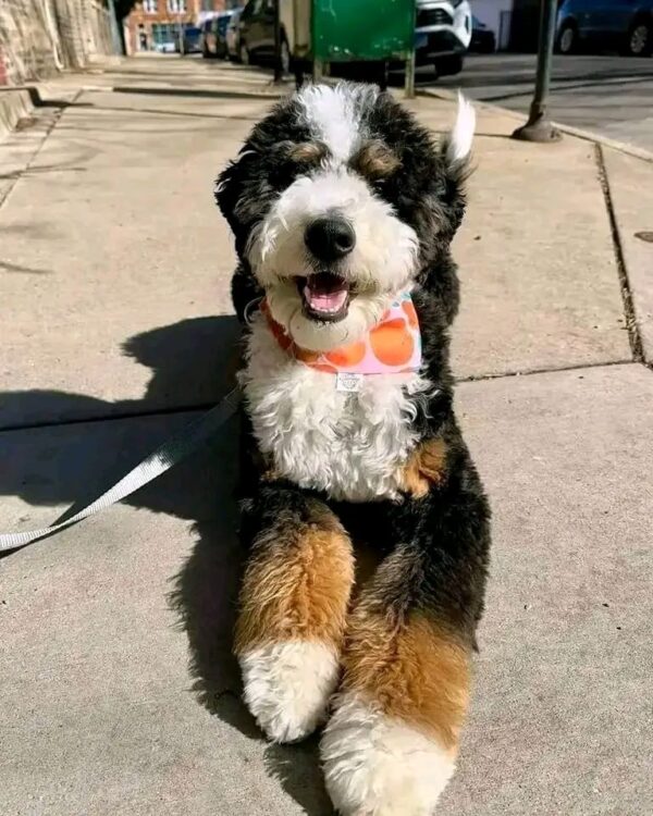 Meet Wally