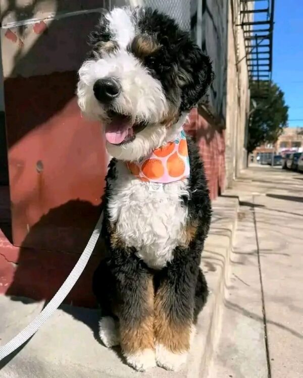 Meet Wally - Image 2