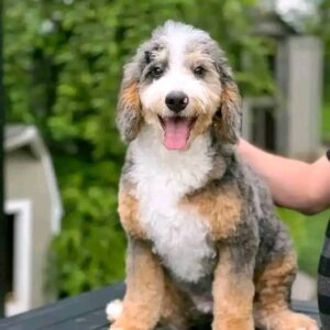 Meet Abby