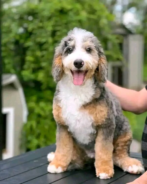 Meet Abby