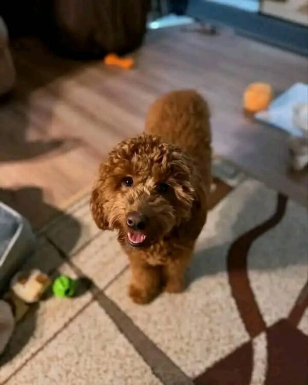 Meet Tony - Image 3